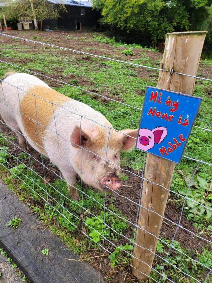 Hideaway Escapes, Farmhouse B&B & Holiday Home, Ideal Family Stay Or Romantic Break, Friendly Animals On Our Smallholding In Beautiful Pembrokeshire Setting Close To Narberth Extérieur photo